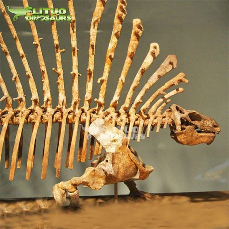 2Edaphosaurus Skeleton(001)