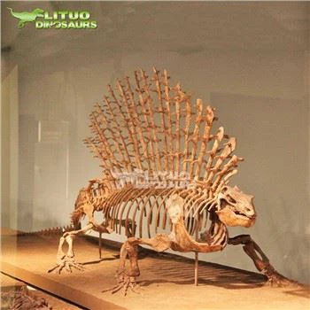 Edaphosaurus beinagrind